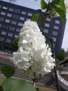 5月19日のフローラの花