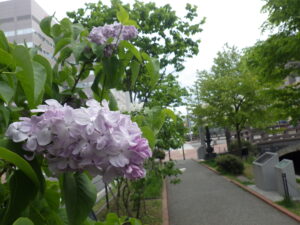 5月19日のブランシュスゥィートの花