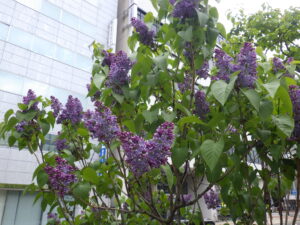 5月12日のライラックプレジデントリンカーンの花の様子