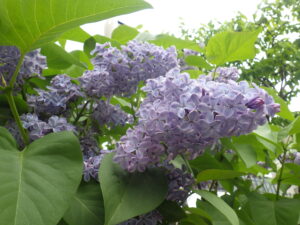 5月19日のプレジデントリンカーンの花