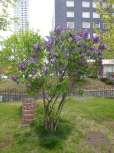 5月8日のライラックプレジデントシンカーンの開花の様子