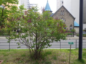 5月8日の早咲きライラックポカホンタスの開花の様子