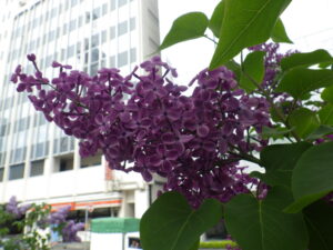 5月19日のポカホンタスの花