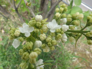 5月4日に咲いていたミスエレンウィルモットの花