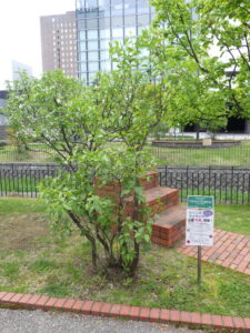 北2条西のライラック、ミスエレンウィルモットと樹名板に貼った写真募集のチラシの様子