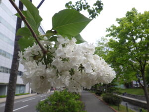 5月19日のミスエレンウィルモットの花