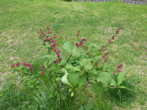 5月21日に濃い色のつぼみのミスカナダ