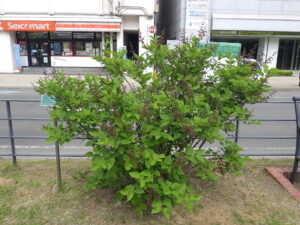 5月19日の遅咲きのミスキム