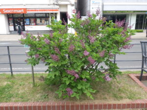 5月28日のミスキムの様子