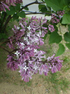 5月28日のミスキムの様子