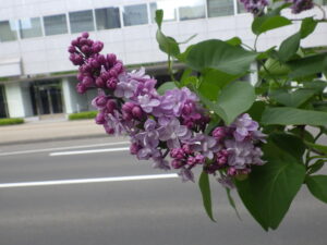 5月19日のミッシェルブフナーの花