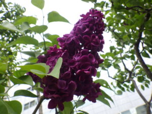 5月19日のモンジュの花