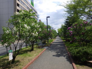 5月16日の公園内のライラックの様子