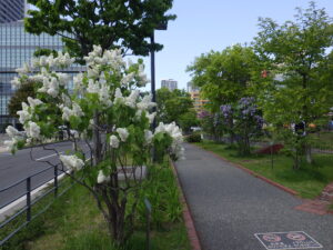 5月16日の公園内のライラックの様子