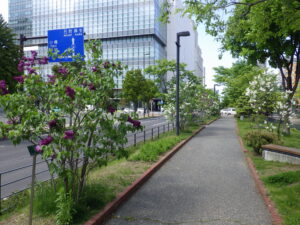 5月16日の公園内のライラックの様子