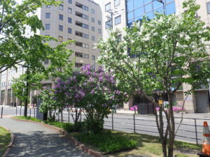 5月17日の公園内のライラックの様子