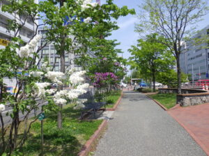 5月17日の公園内のライラックの様子