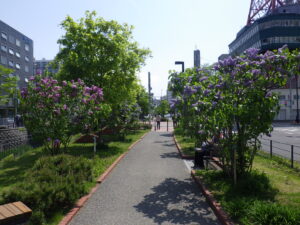 5月17日の公園内のライラックの様子