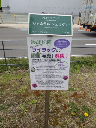 「創成川公園ライラックの写真募集」の画像