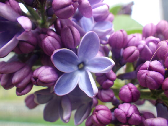 「今年最初のラッキーライラック」の画像