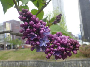 5月4日に発見したプレジデントリンカー0ンのラッキーライラック