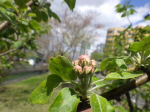 5月1日の北2条のリンゴのつぼみの様子