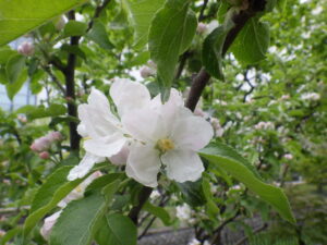 5月8日に咲いていたリンゴの花