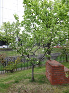5月8日に咲いていたリンゴの花
