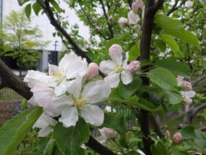 5月8日に咲いていたリンゴの花