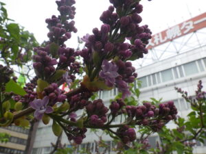 5月4日に咲いていたレオンガンベッタの花