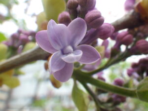 5月4日に咲いていたレオンガンベッタの花