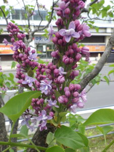 5月12日のライラックレオンガンベッタの花の様子