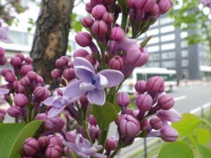 5月12日のライラックレオンガンベッタの花の様子