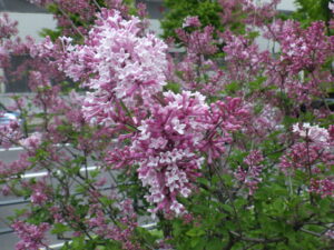 5月19日の四季藍の花