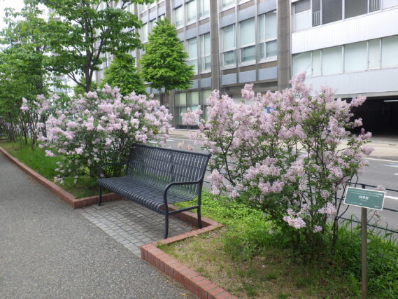 「遅咲きのライラック」の画像