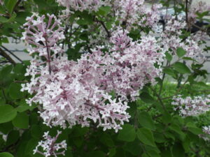 5月28日の四季藍の様子