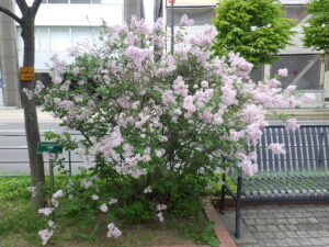 5月28日の四季藍の様子