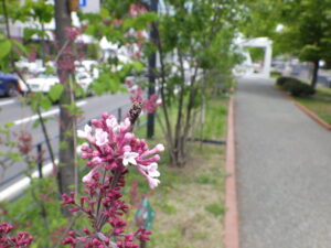 5月12日のライラック四季蘭の花の様子