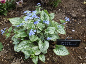 5月1日に北2条の花壇に咲いていたブルンネラの花