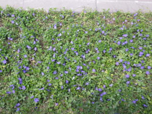 5月1日に道路側植栽地で咲いていたビンカミノールの花