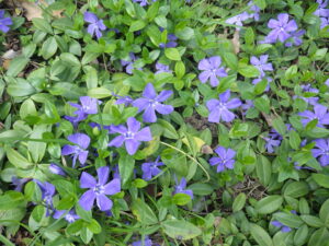 5月1日に道路側植栽地で咲いていたビンカミノールの花