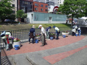 6月1日に狸二条コンテナ花壇のお手入れをする花くらぶ