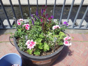 6月1日の狸二条コンテナ花壇の花の様子