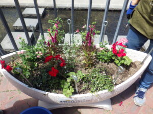 6月1日の狸二条コンテナ花壇の花の様子