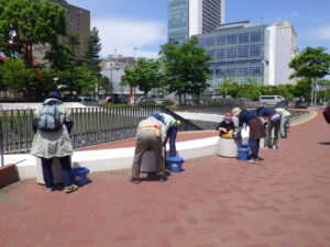 6月1日に大通コンテナ花壇のお手入れをする花くらぶ