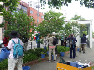 6月6日にライラックの花がら摘みと花後剪定をする植物ボランティア