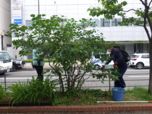 6月6日にライラックの花がら摘みと花後剪定をする植物ボランティア