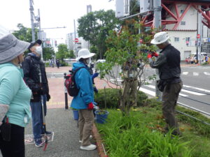 6月13日にライラックの花後剪定の指導を受ける植物ボランティアと笠先生