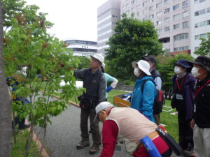 6月13日にライラックの花後剪定の指導を受ける植物ボランティアと笠先生