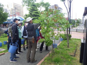 6月13日にライラックの花後剪定の指導を受ける植物ボランティアと笠先生